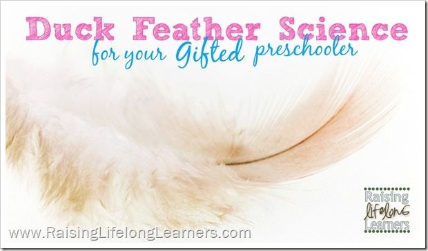 Duck Feather Science for a Gifted or Advanced Preschool Farm Theme #playfulPreschool