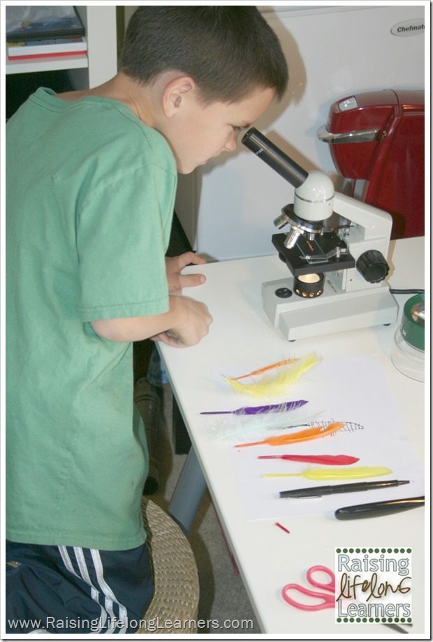 Duck Feather Science for a Gifted or Advanced Preschool Farm Theme #playfulPreschool