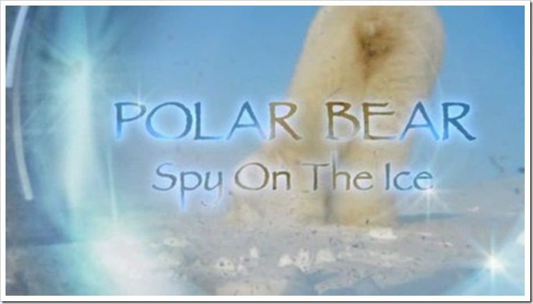 Why Are Polar Bears White | Animal Adaptations on the Arctic Tundra