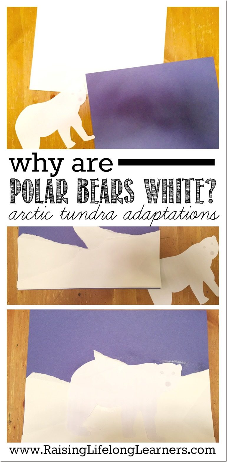 Why Are Polar Bears White | Animal Adaptations on the Arctic Tundra