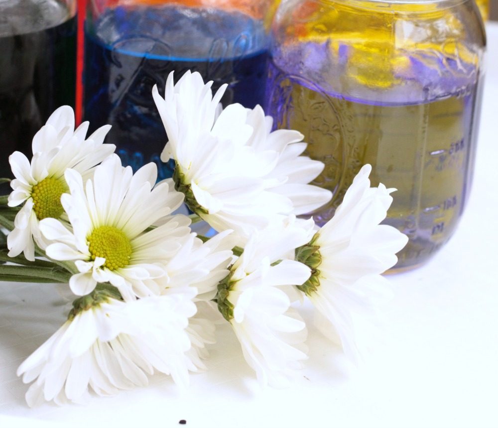 Color Changing Flowers  Spring Science Experiment - Raising Lifelong  Learners