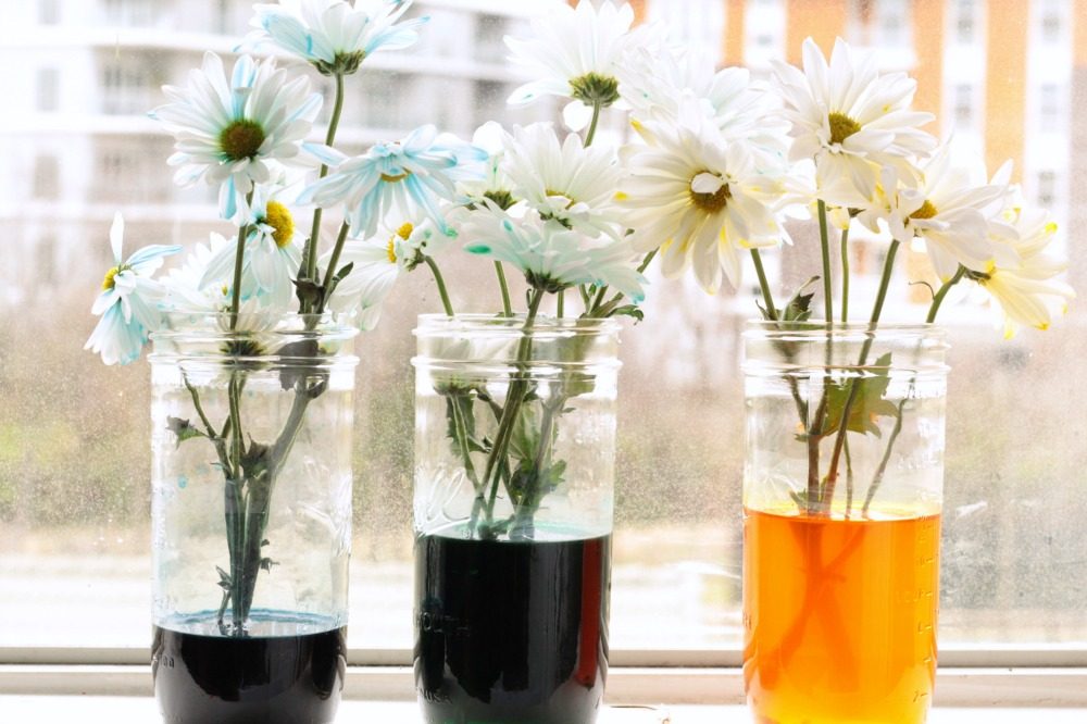 Color Changing Flowers Science Experiment - Fun with Mama