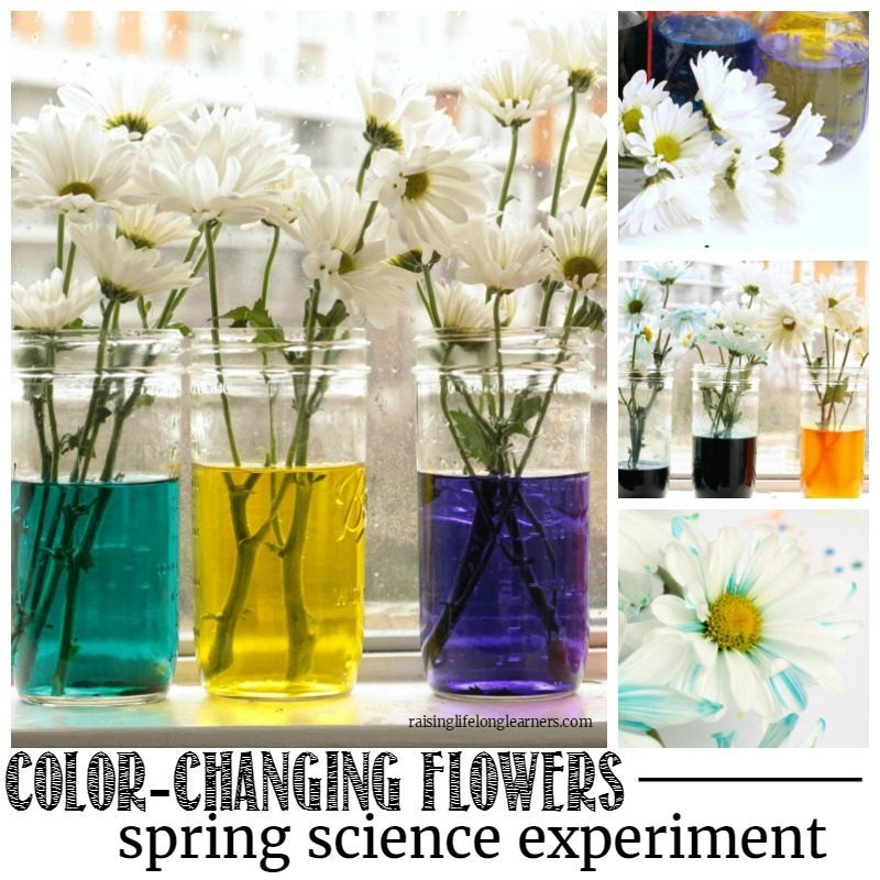 Color Changing Flowers  Spring Science Experiment - Raising Lifelong  Learners