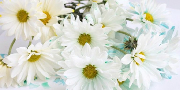 learn everything you need to know about how flowers and plants drink water in this colorful color changing flowers science experiment!