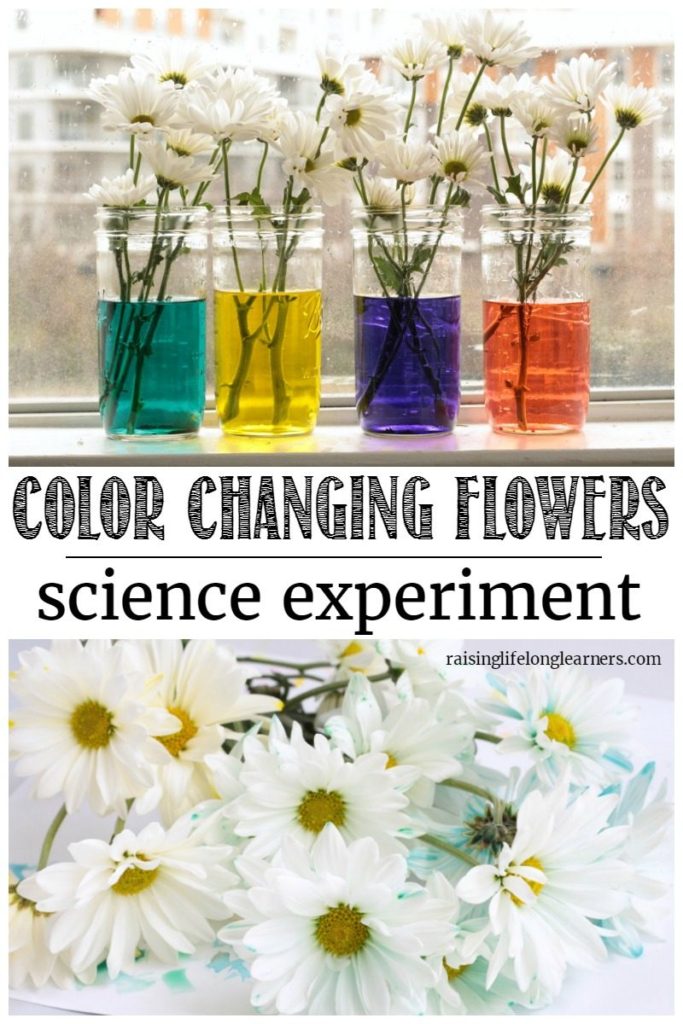 Color Changing Flowers | Spring Science Experiment - Raising Lifelong ...