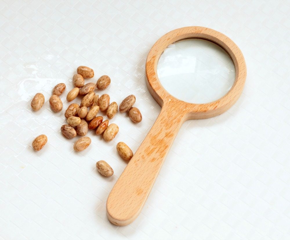 Learn about the parts of a seed in this simple activity to dissect a bean seed. It's a simple kitchen science project all kids will love!