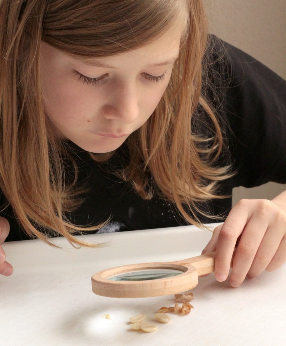 Learn about the parts of a seed in this simple activity to dissect a bean seed. It's a simple kitchen science project all kids will love!