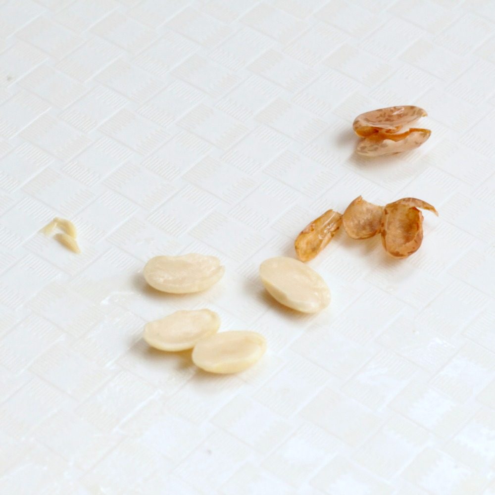 Learn about the parts of a seed in this simple activity to dissect a bean seed. It's a simple kitchen science project all kids will love!