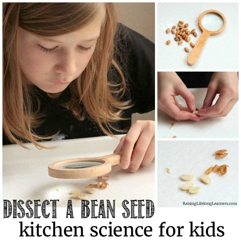 Learn about the parts of a seed in this simple activity to dissect a bean seed. It's a simple kitchen science project all kids will love!