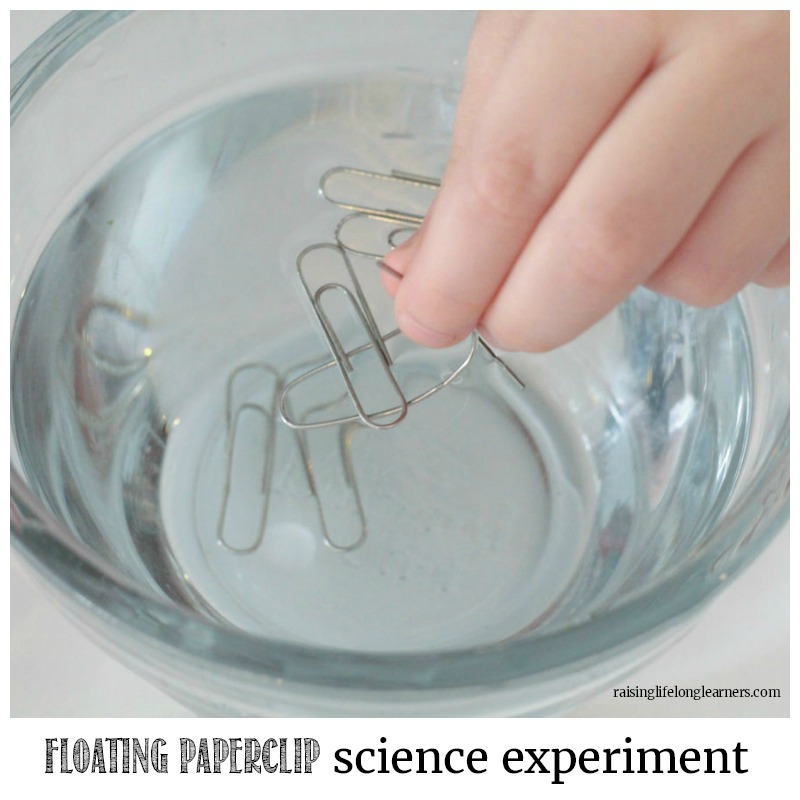 Make a Paperclip Float Science Experiment - Raising Lifelong Learners