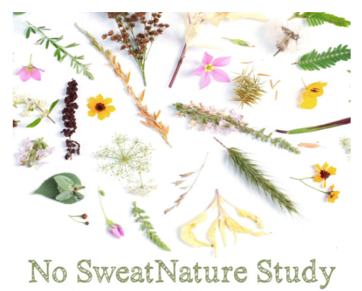 No Sweat Nature Study