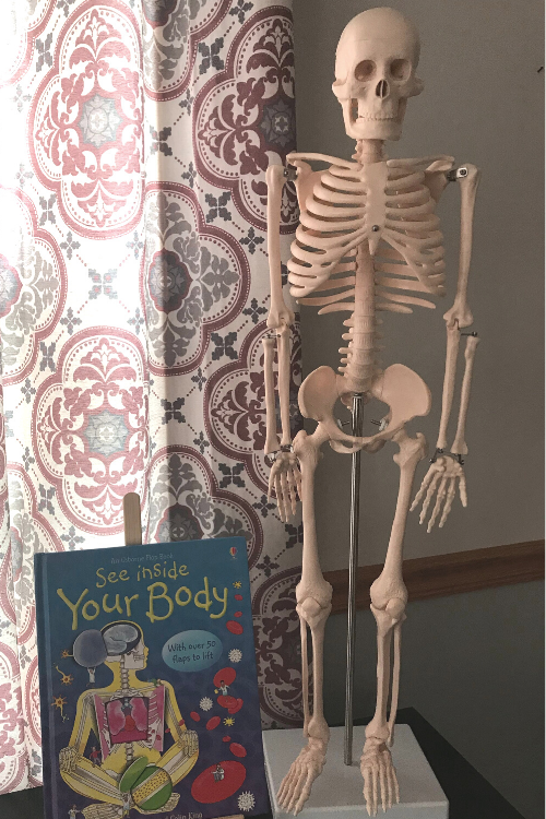 The Best Homeschool Human Body Study Ever