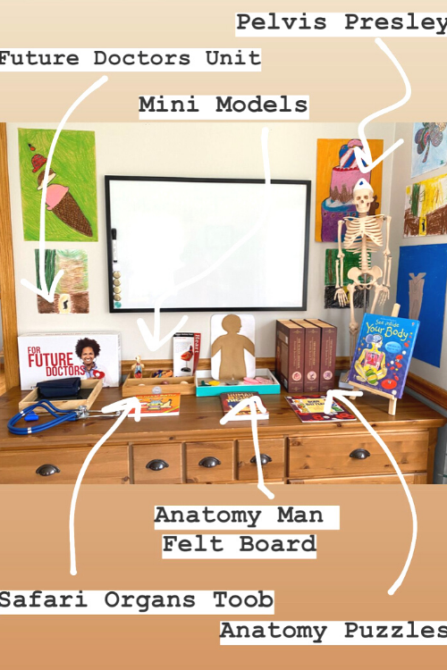 The Best Homeschool Human Body Study Ever