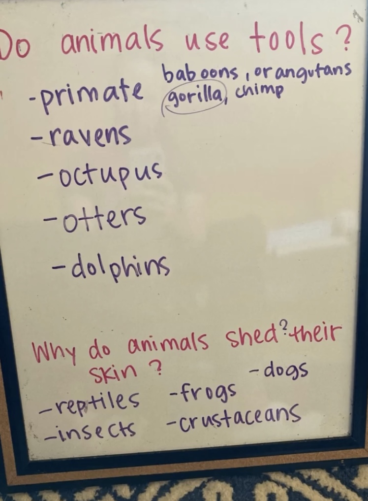 Creating An Animal Unit Study For Your Homeschool: A Step By Step Guide