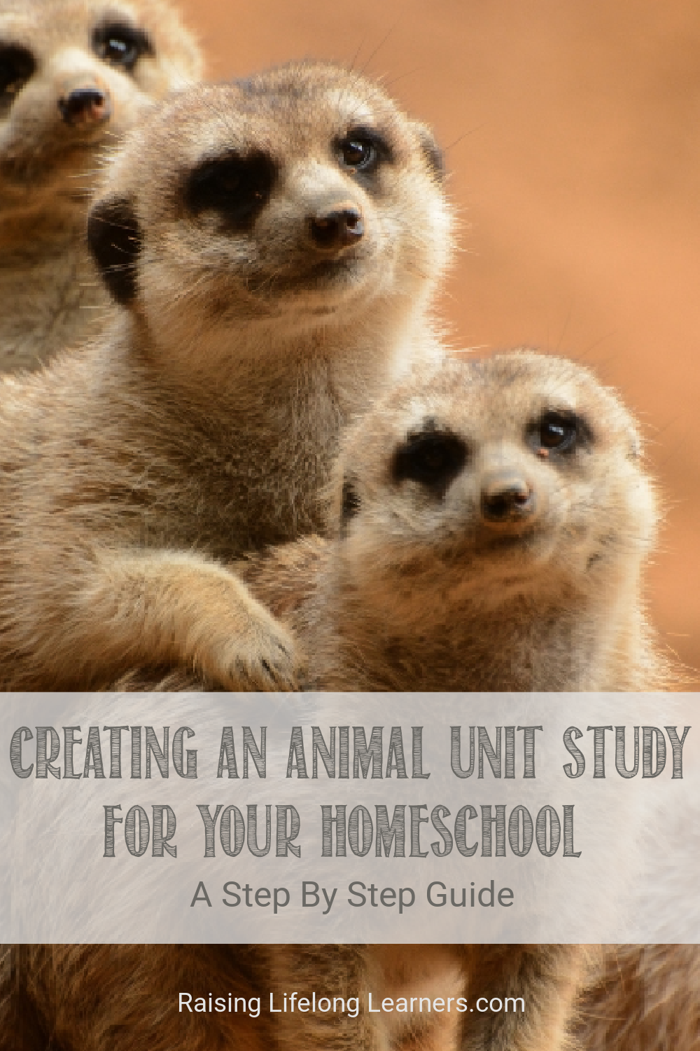 Creating An Animal Unit Study For Your Homeschool: 